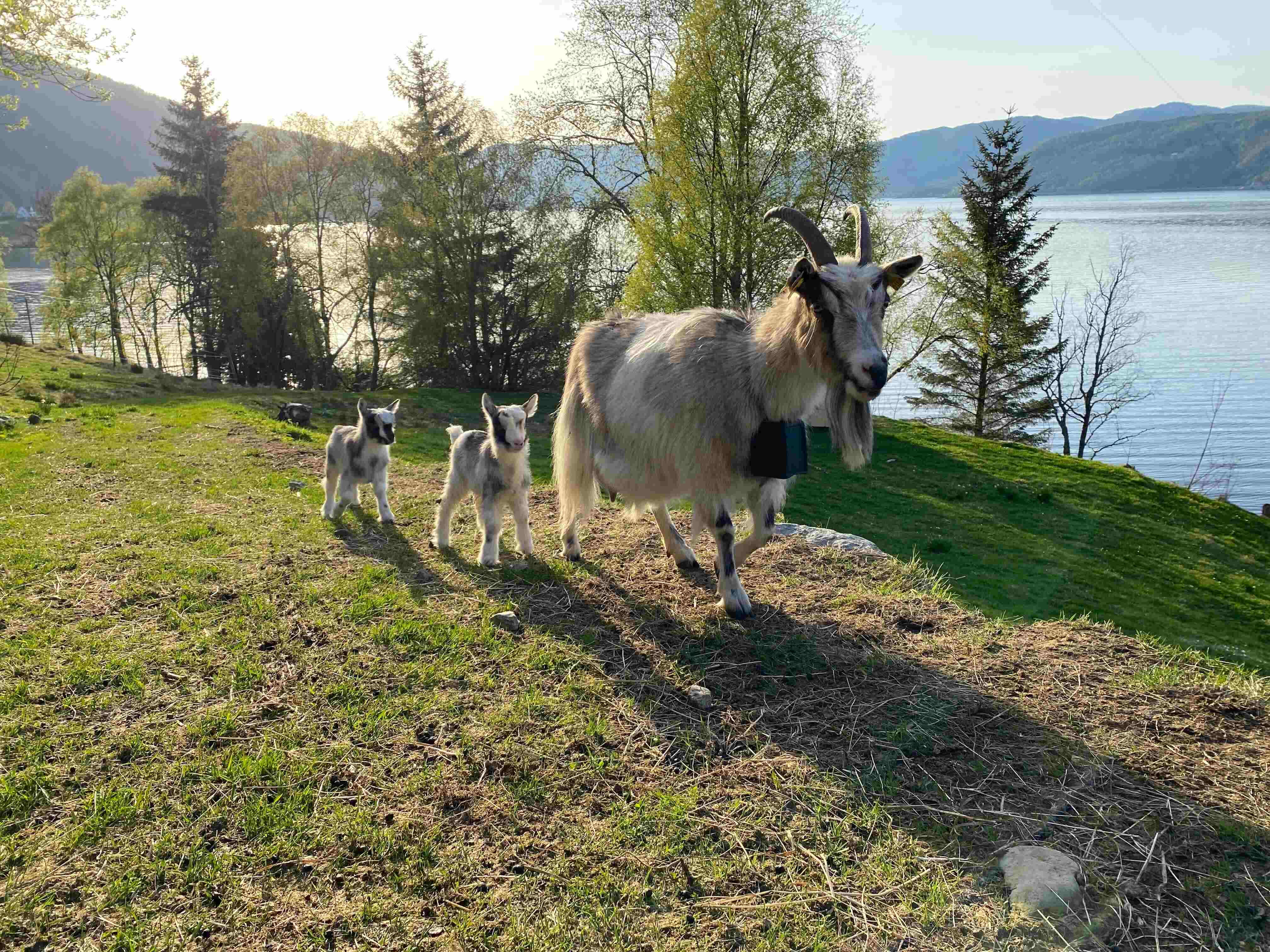 Geit med NoFence beiter og rydder kratt.